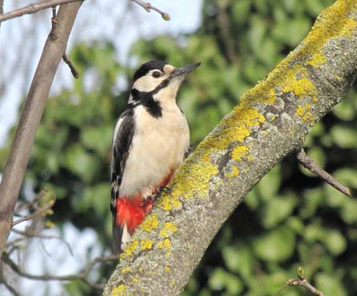 a large bird sitting on top of a tree nch