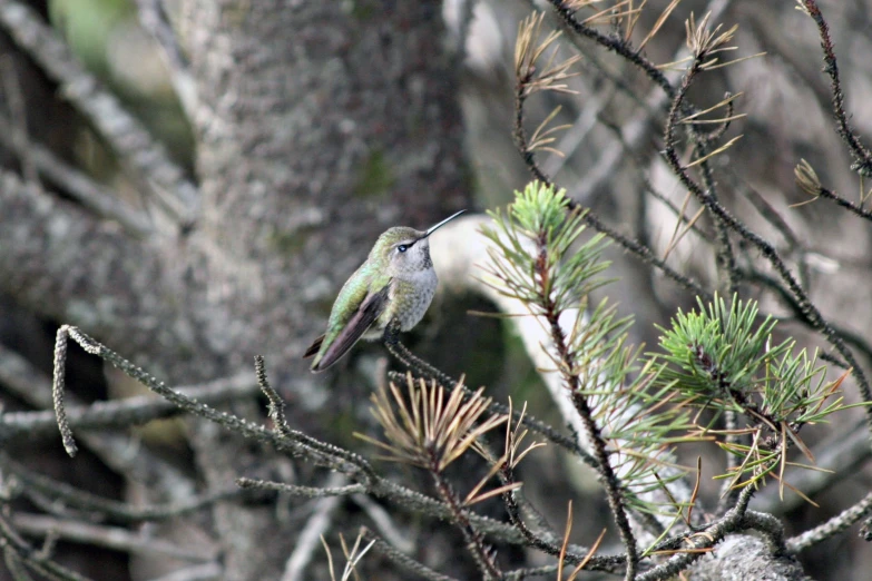 a bird that is sitting on the nch