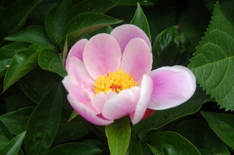 a close up po of a flower with many leaves