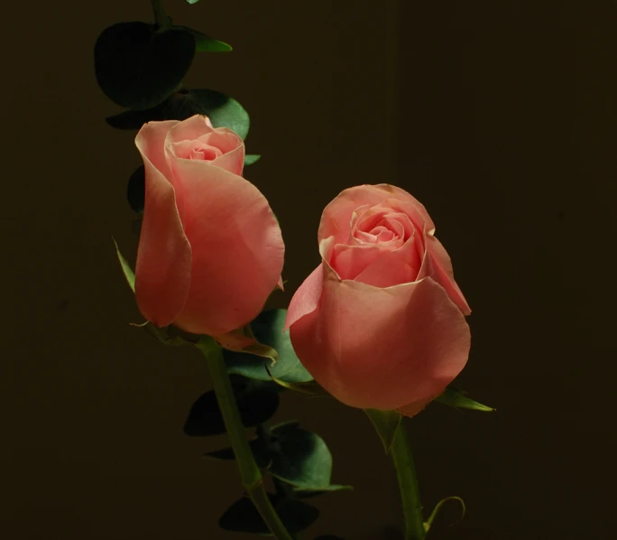 two roses in a vase sitting on the table