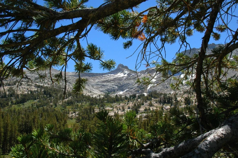 a view of the mountain range through trees