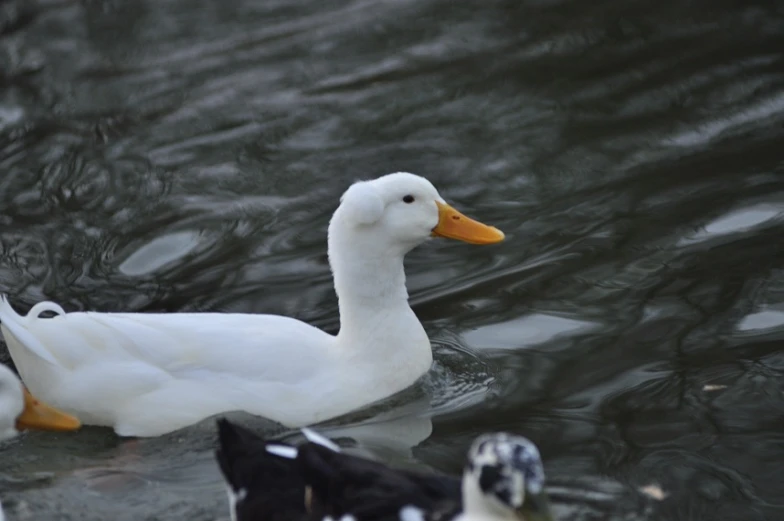 two ducks and one duckling swimming in the water