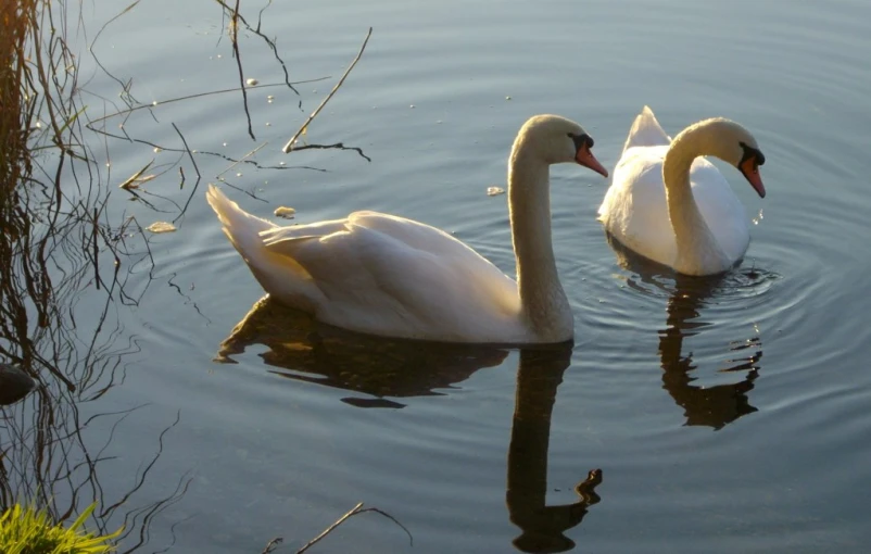 two swans on a calm body of water