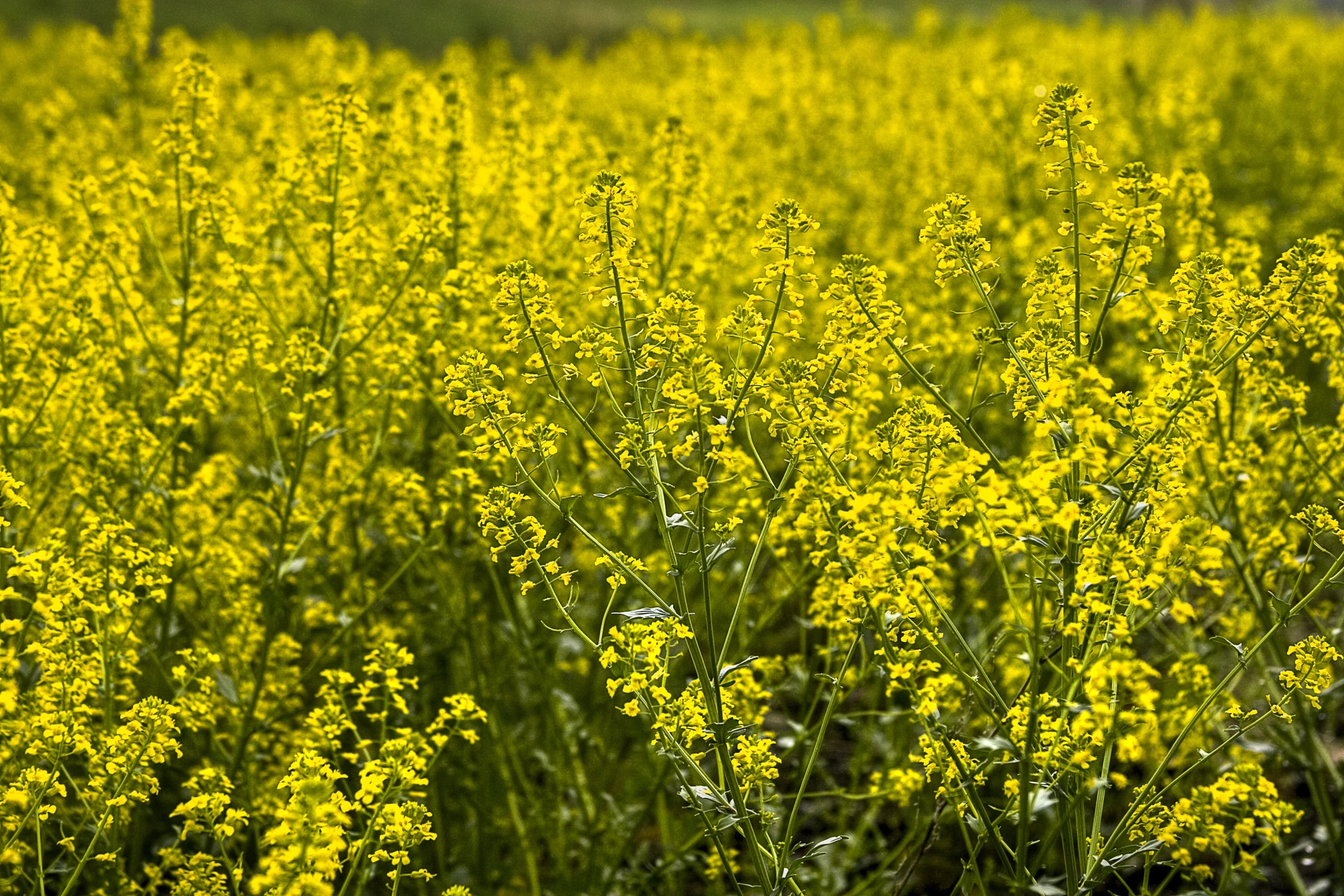 yellow wild flowers growing in the field in sunny day