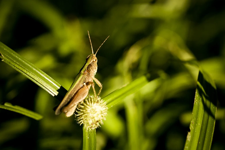 a grasshopper on a flower near some leaves