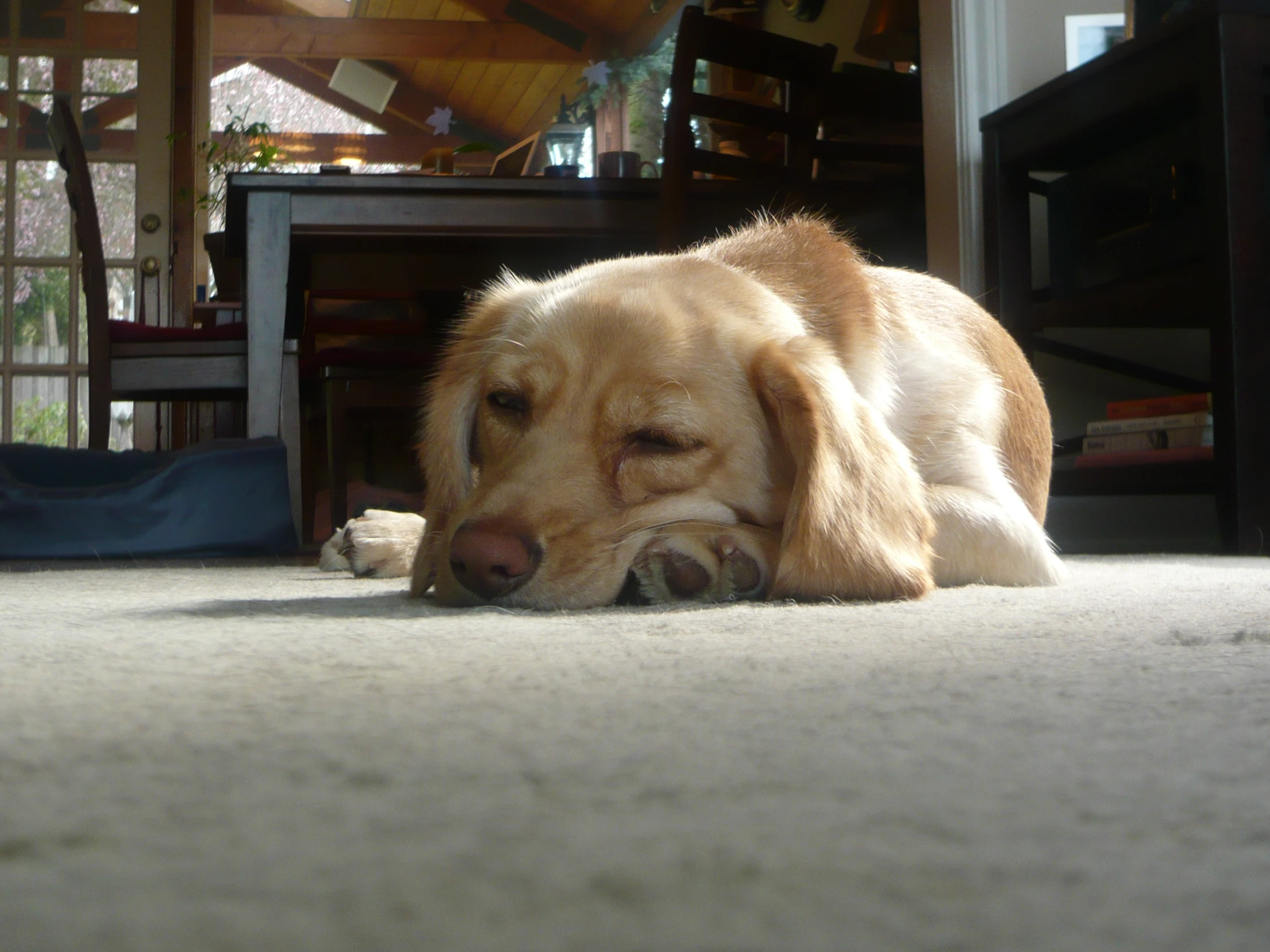 a dog lies on the carpet of a room