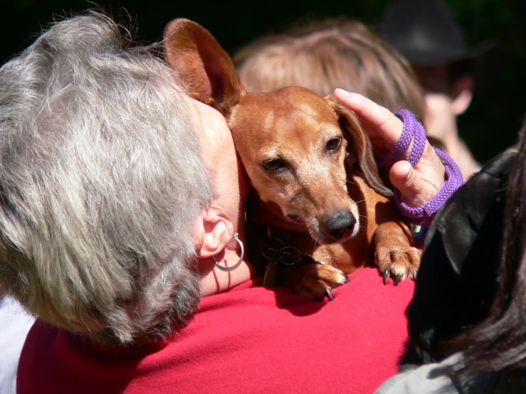 a dog in the back of an elderly person