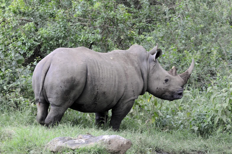 a white rhino standing in the grass with its head turned