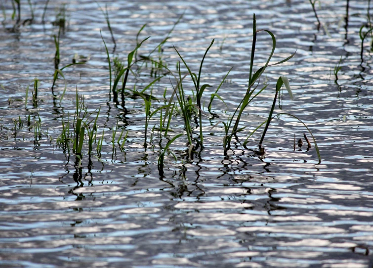 a small body of water surrounded by grass