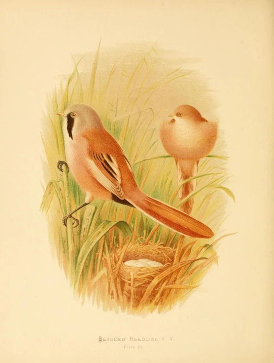 an illustration of two birds that are standing together