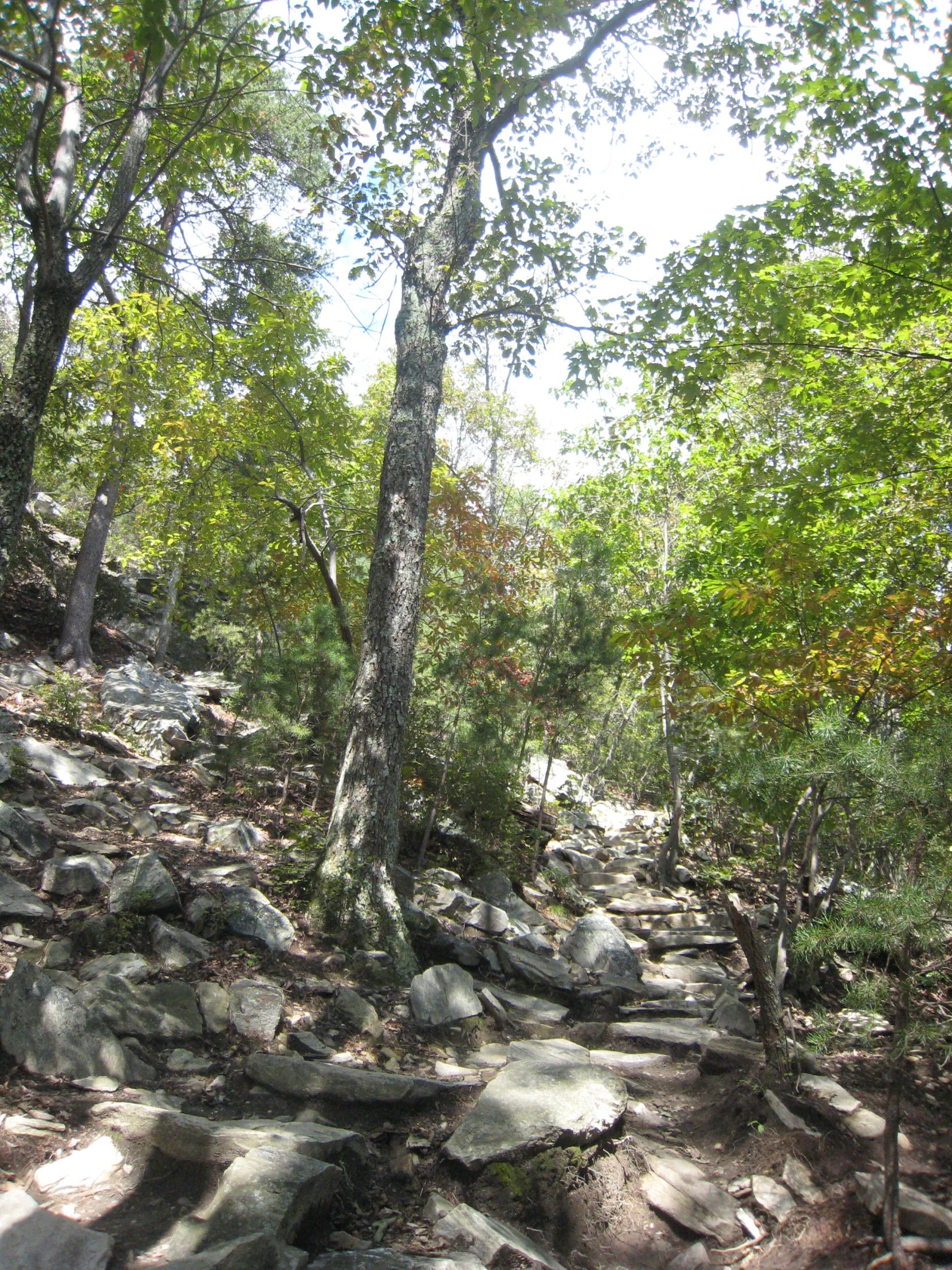 rocks, trees and dirt surround a hillside