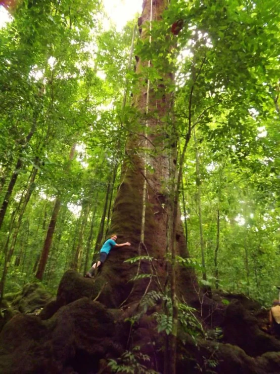 a tree is growing in a forest full of trees