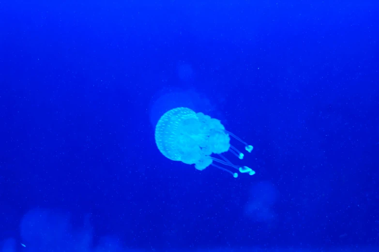 a jellyfish in an aquarium being observed by people