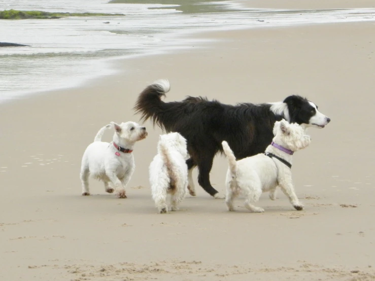 three white dogs are walking on the beach with a black dog in front of them