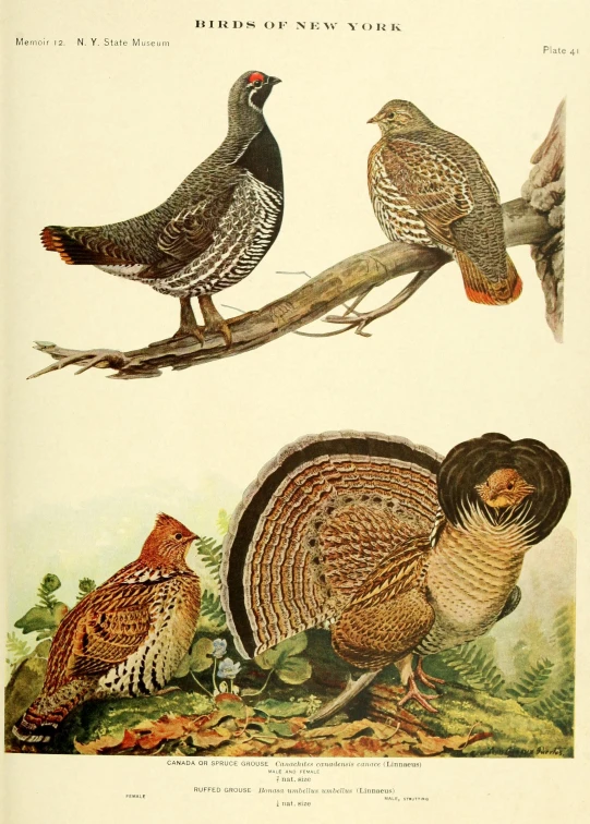 two large pheasants on a nch with other birds