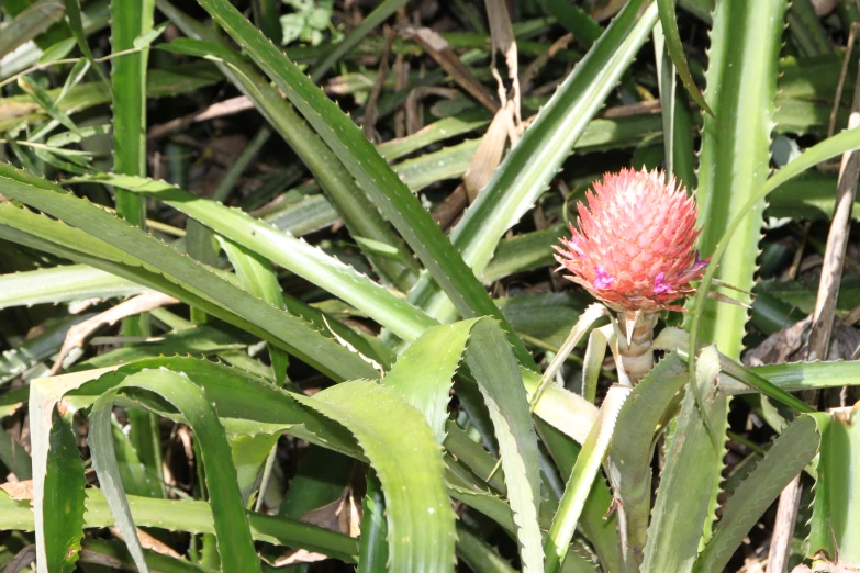 a very pretty pink flower sitting in the middle of some green grass