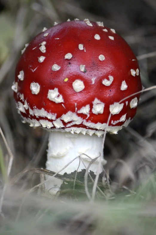 a red mushroom with white dots growing on it's sides