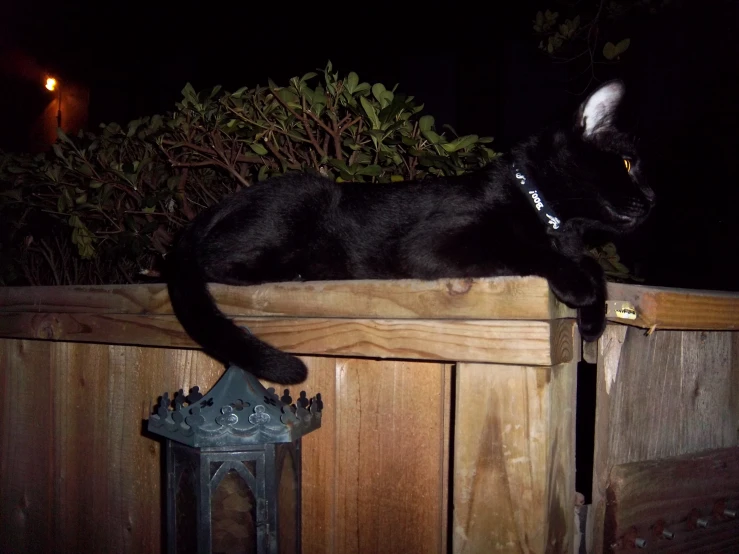 a black cat that is sitting on a ledge