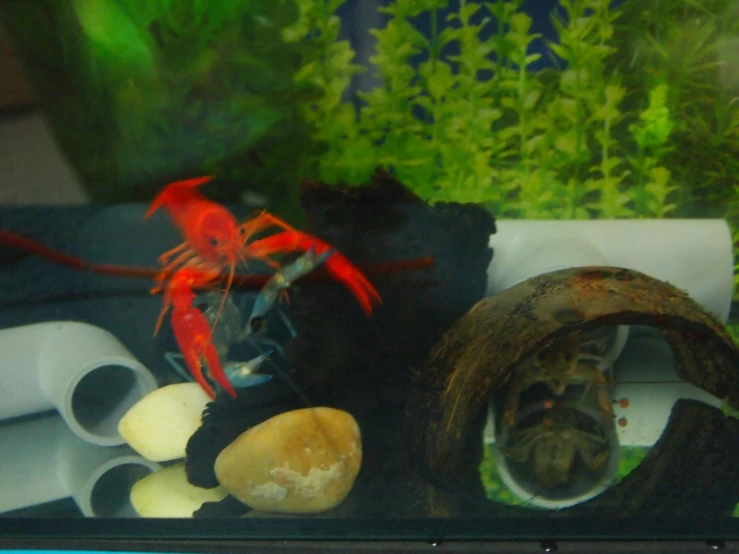 a collection of marine animals and aquatic life displayed in a window display