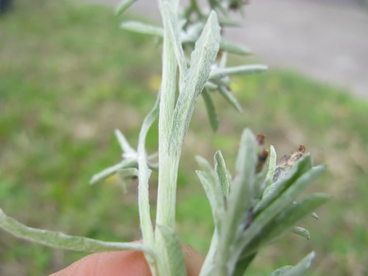 a close up view of a hand holding a plant in the foreground