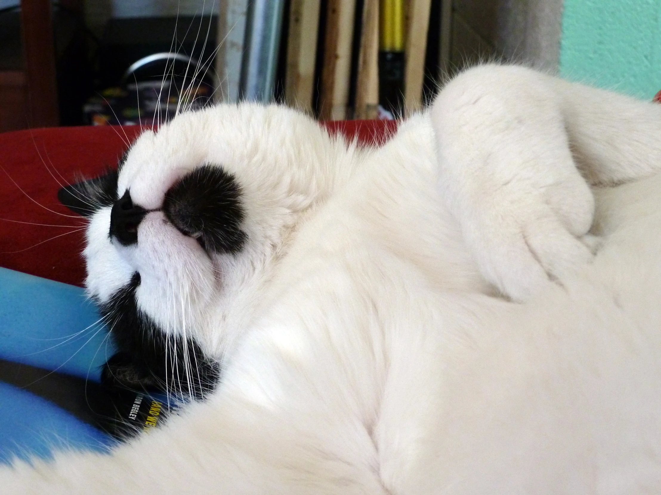 the cat is lying down by himself on the blue chair