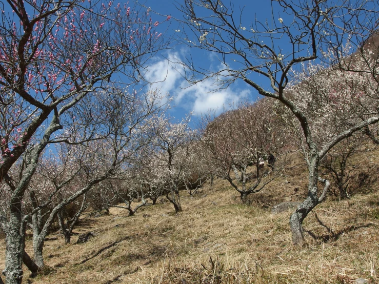 a very long line of trees on a hill