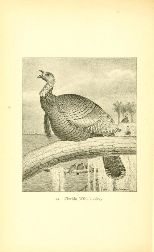 an old book page showing a large bird sitting on a nch