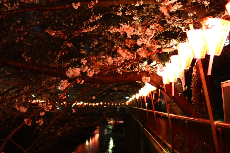 some pink flowers in the trees at night