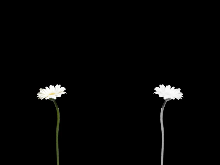 three white flowers are on top of each other