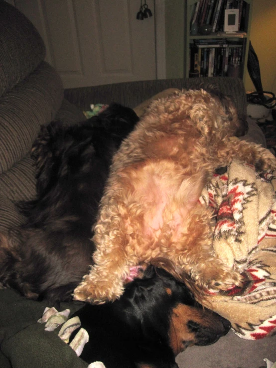 dog lying on couch with stuffed toy and teddy bear