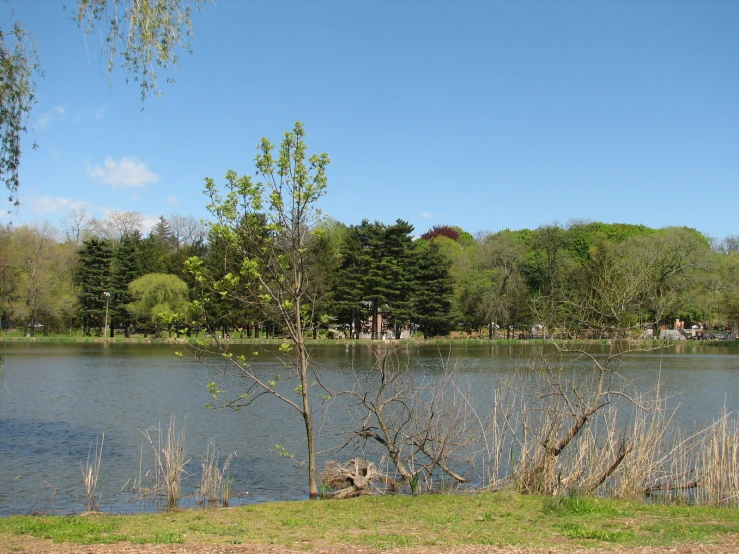 the grass and shrubs are blowing in the wind near the water