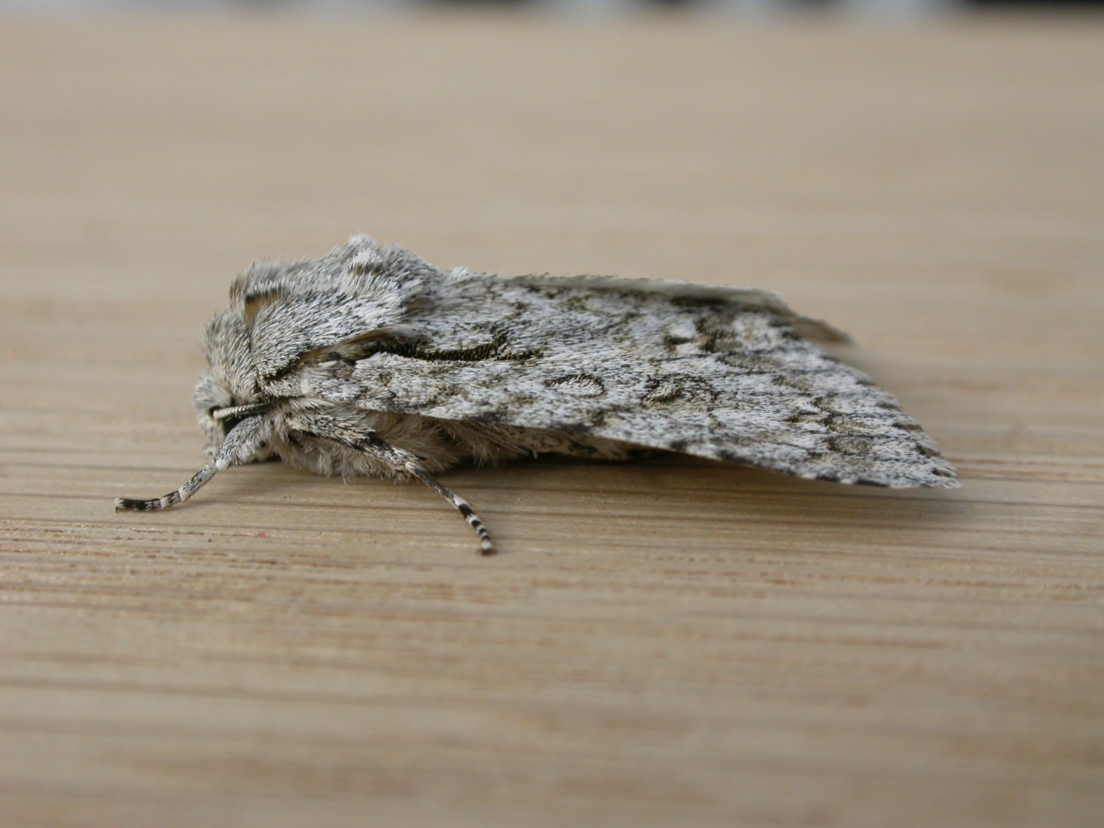 there is a small moth sitting on a wooden table