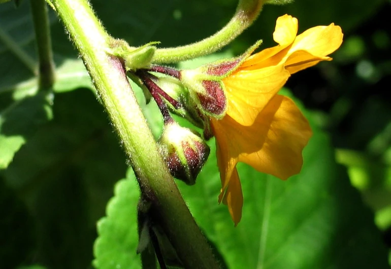 a close up s of a flower in the day