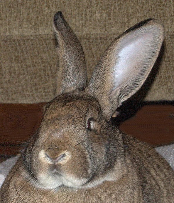 a large rabbit sits in front of the camera