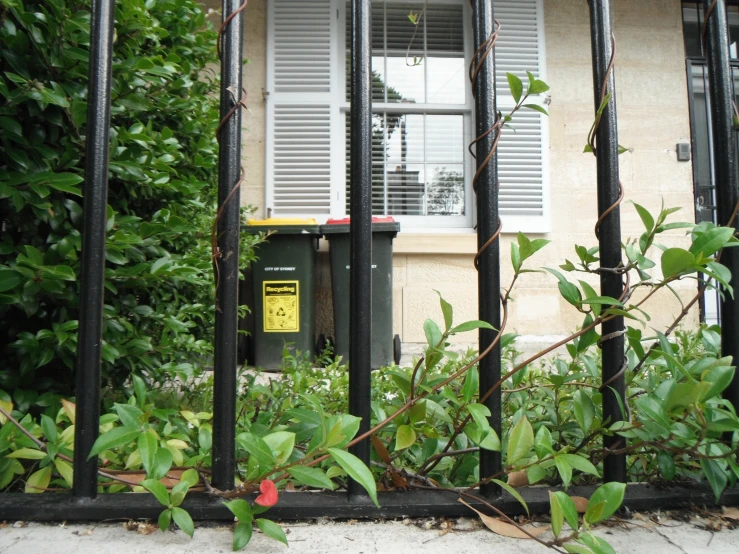 some green plants near a building with an iron fence