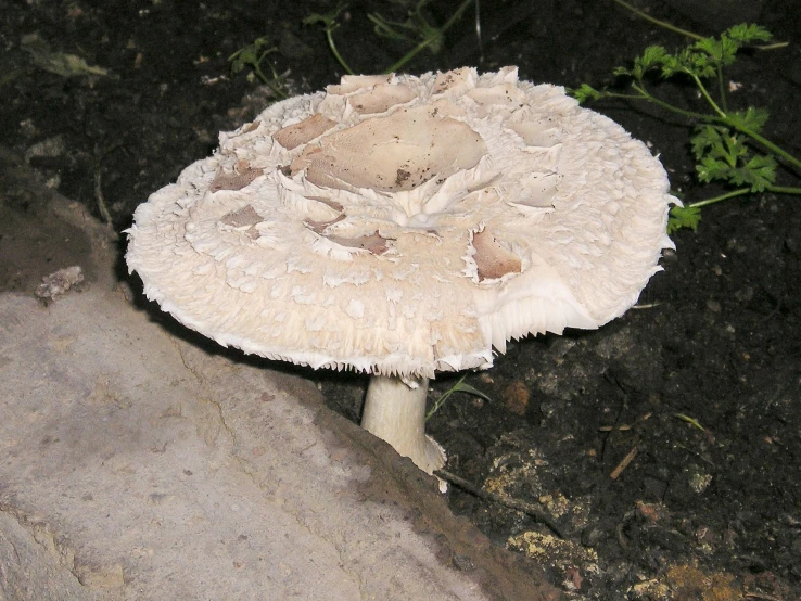there is a white mushroom with many small ridges