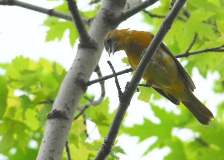 a yellow and black bird on tree nch next to leaves