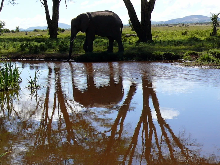 an elephant walking around in the grass near water