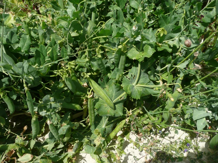 there is lots of green plants growing near the grass