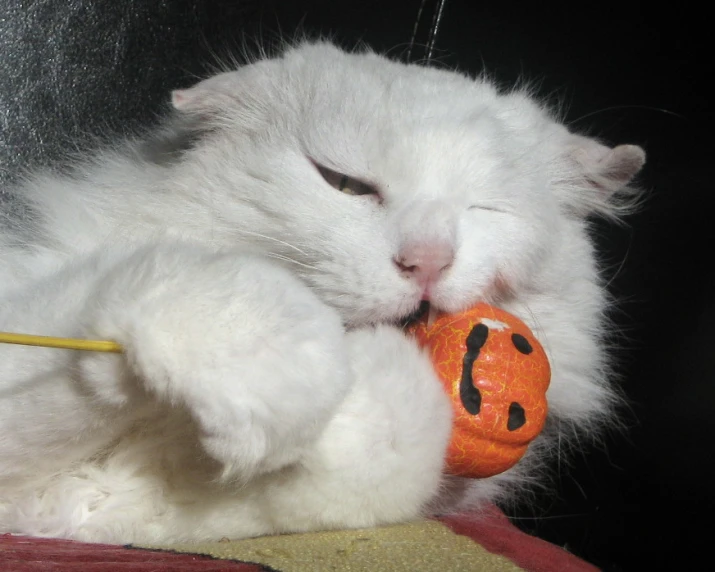 a cat plays with its toy on the arm