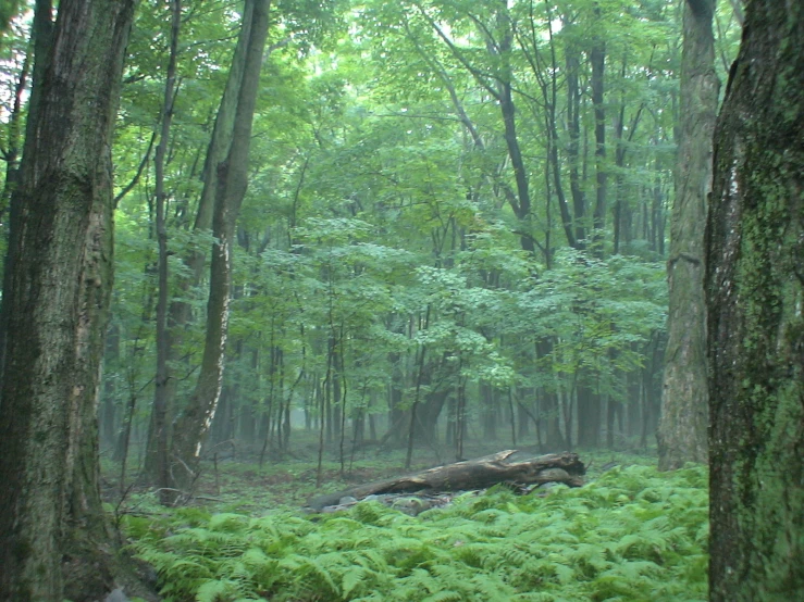 trees, plants and rocks are in the forest