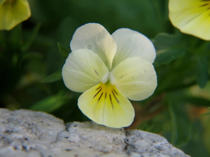 two small white flowers sitting on a rock