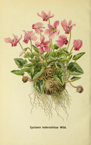 a illustration with pink flowers and green leaves