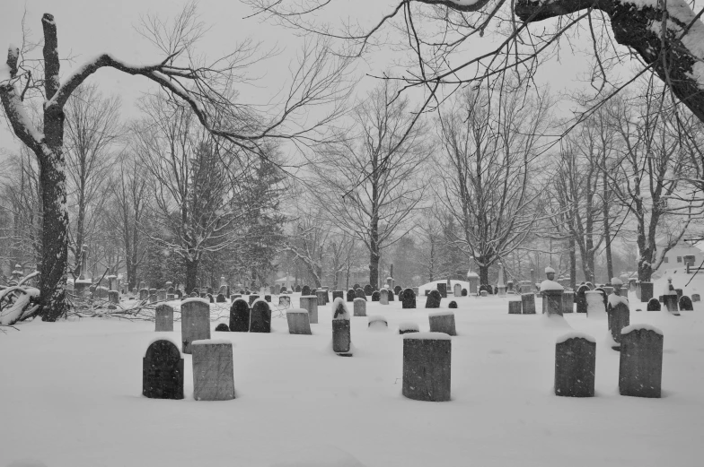 some trees and buildings with lots of snow in it