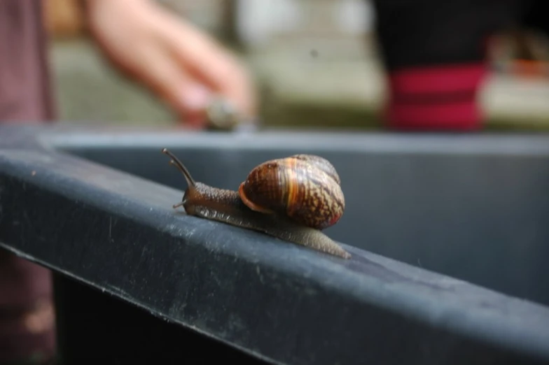 a snail is on the edge of a black pool