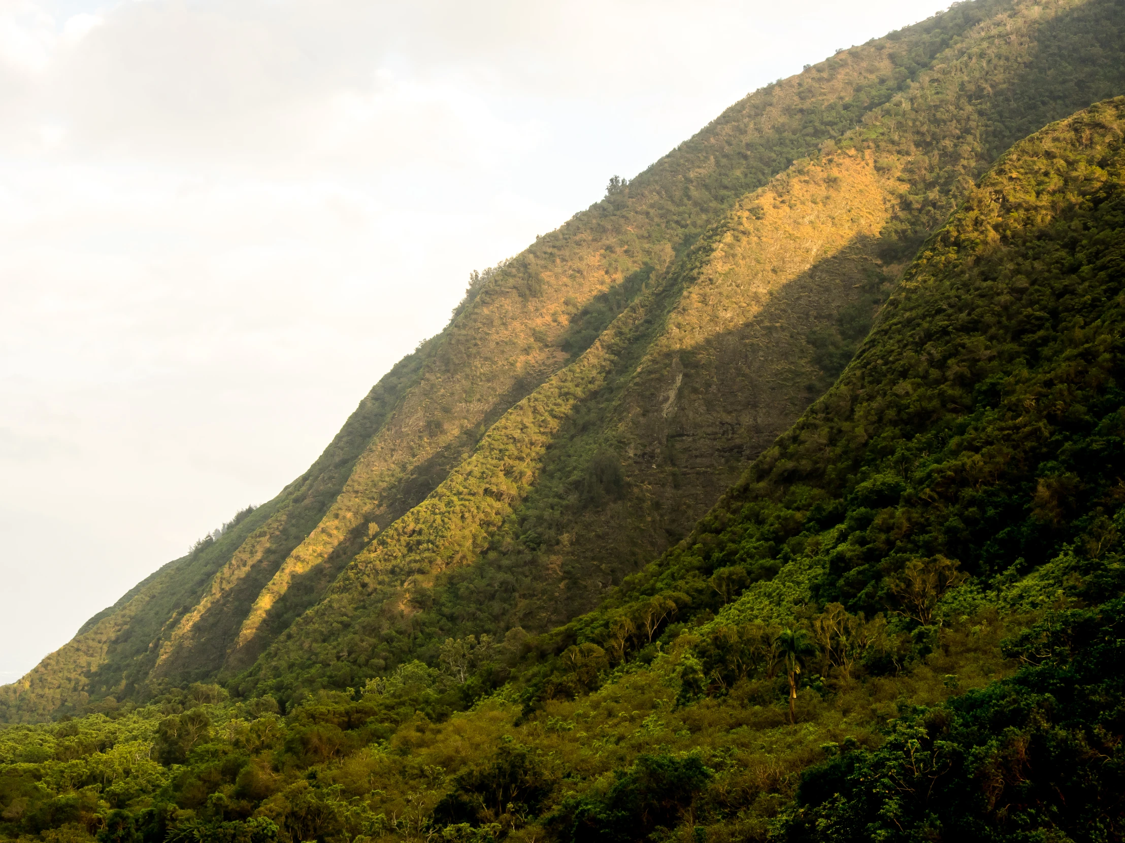 trees line the edge of a mountain's side