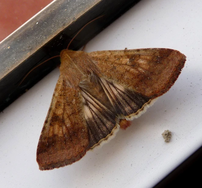 a close up of a moth on a white surface