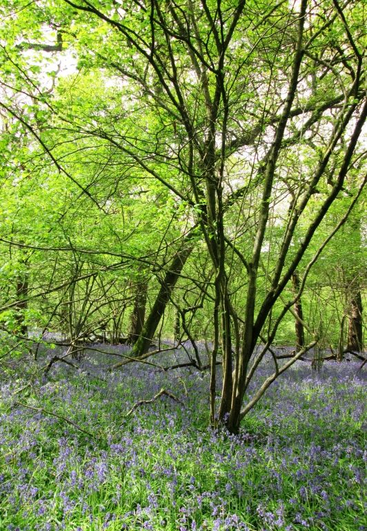 a grassy area filled with lots of purple flowers