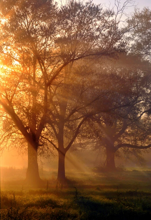 foggy and beautiful tree in rural area with sunrayming through