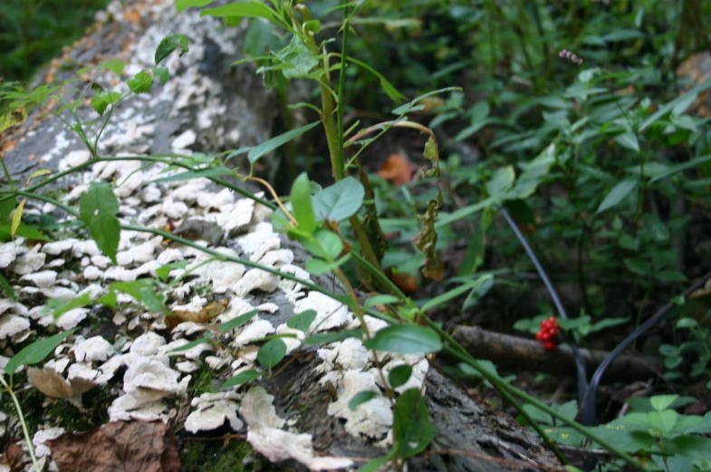 a moss covered tree stump in the middle of some bushes